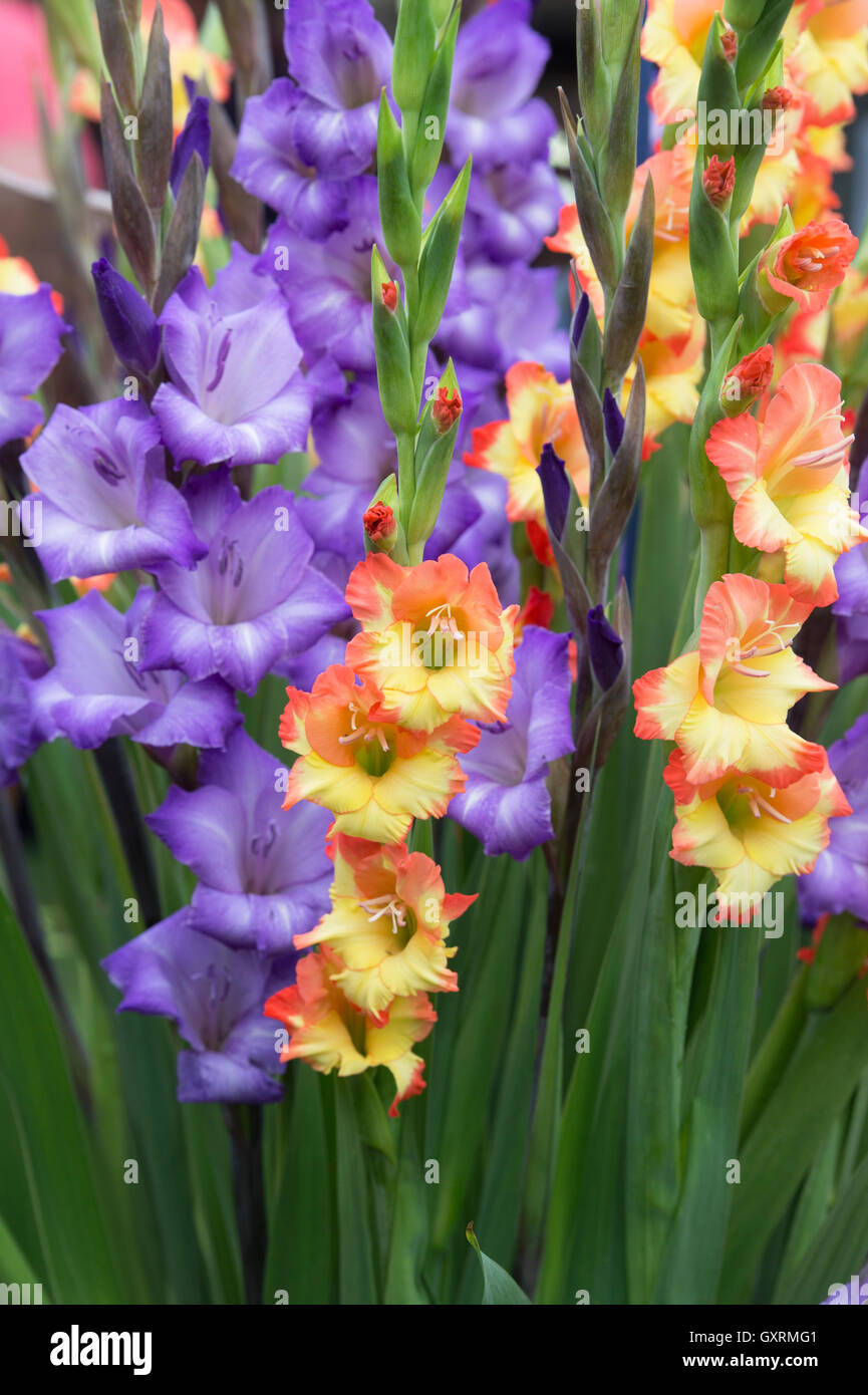 Mixed Gladiolus. Gladioli flowers on a floral display at a flower show Stock Photo