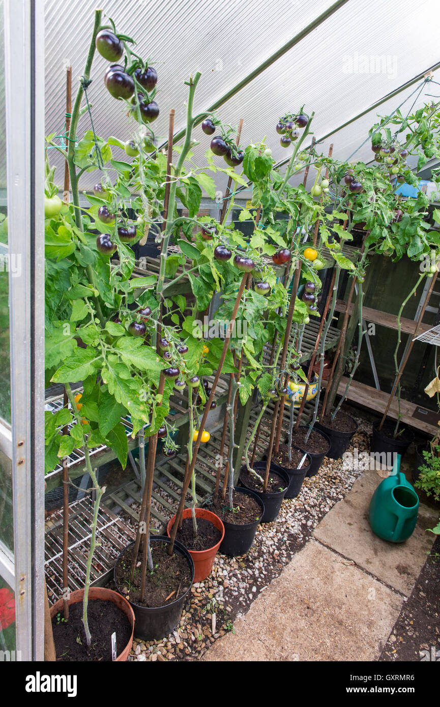 Black Tomato Indigo Rose ripening on the vine in a greenhouse. UK Stock ...