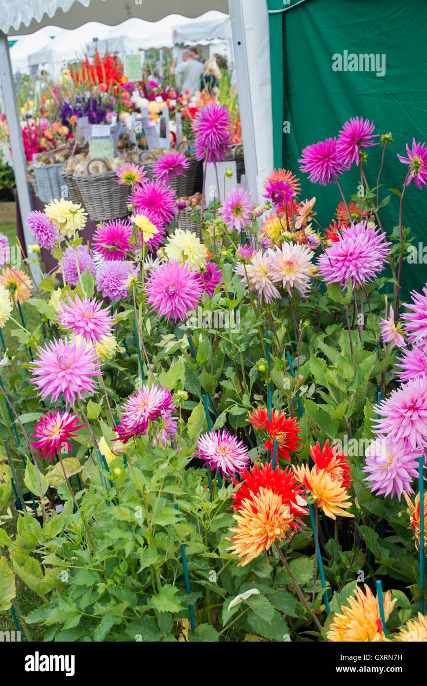 Spare dahlia flowers next to a stall at RHS Wisley Flower show, Surrey, England Stock Photo