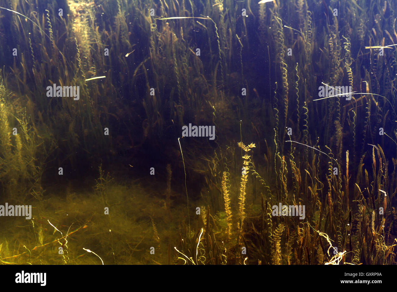 Pond: freshwater algae in the water column Stock Photo