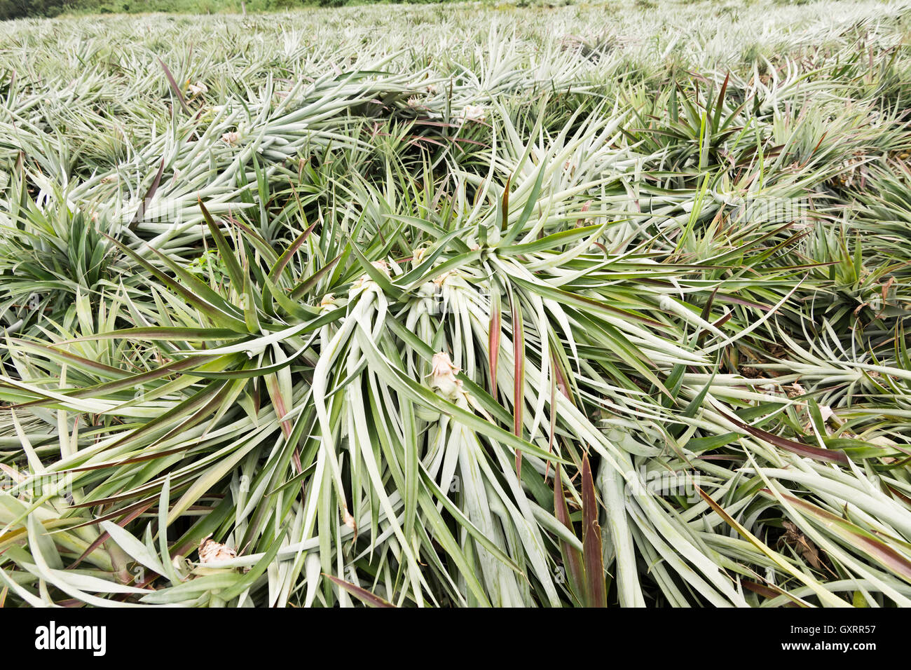 Pineapple farm after harvest Stock Photo Alamy