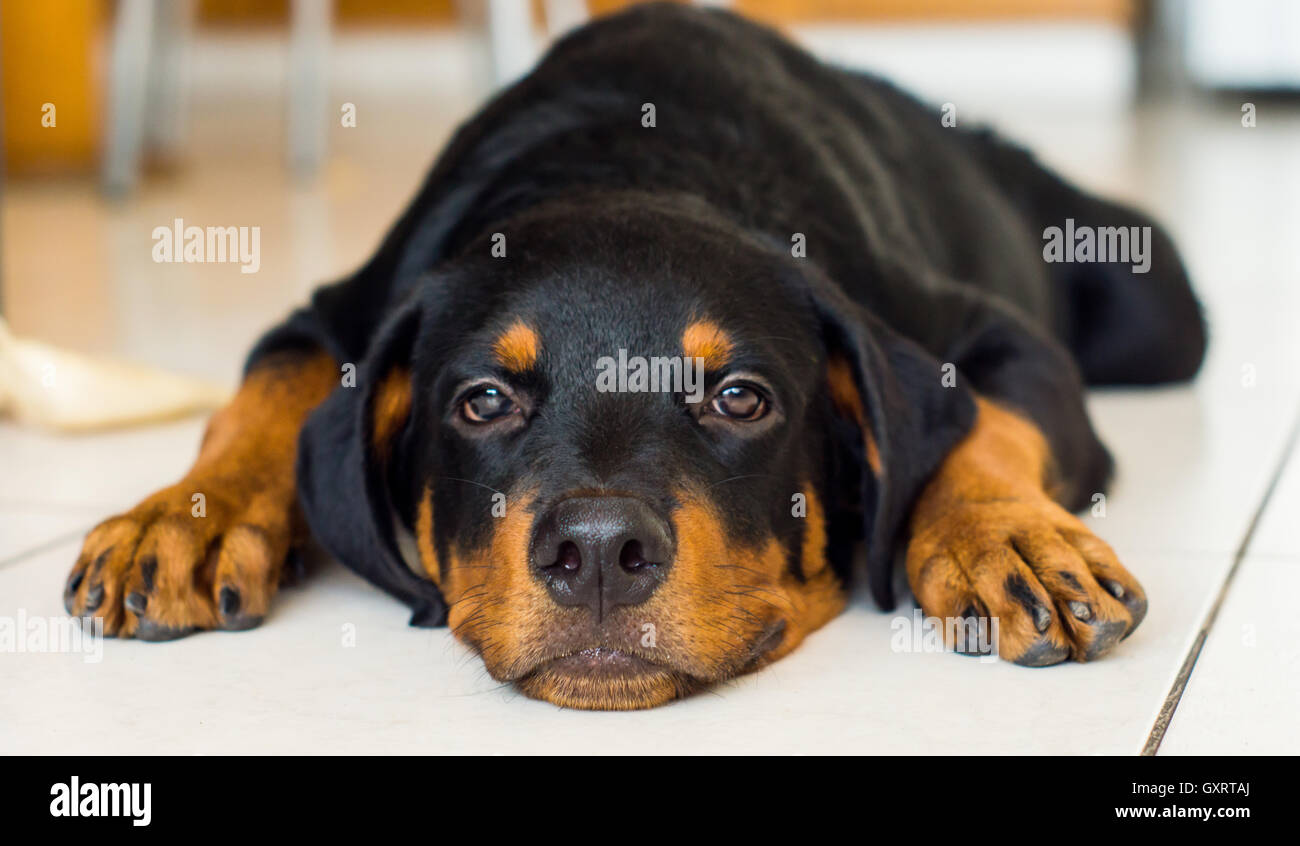 Dog rottweiler pedigree puppy hi res stock photography and images Alamy