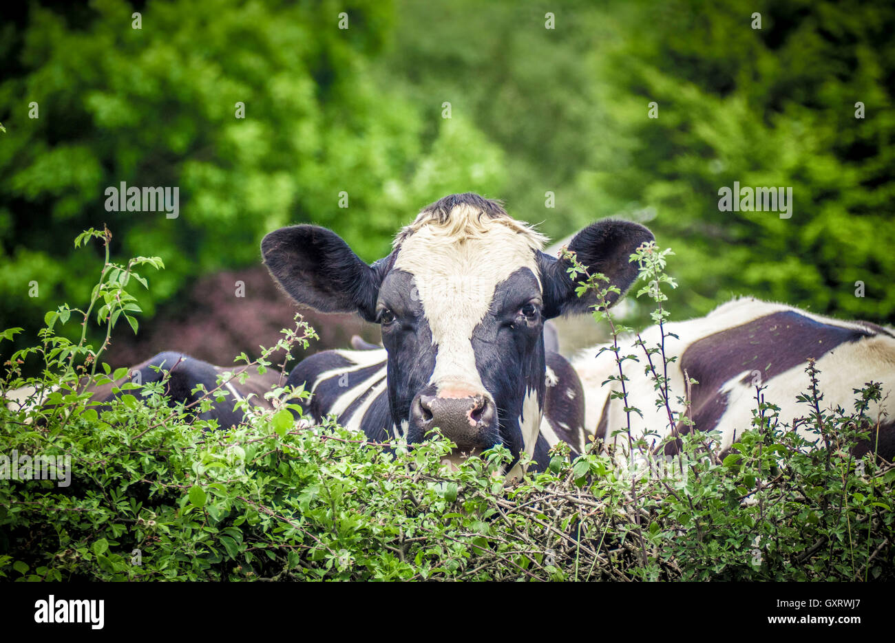 Inquisitive Cow looking over hedge Stock Photo