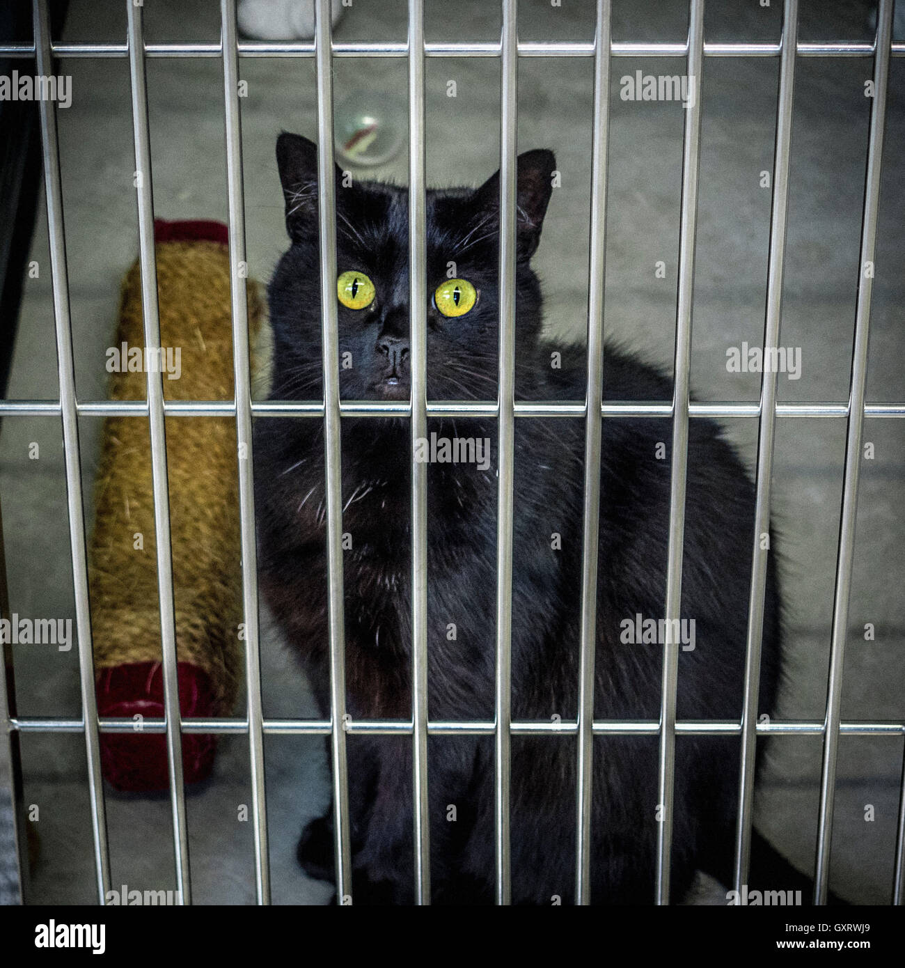 Stray cat at rescue centre behind bars waiting for a new owner Stock Photo