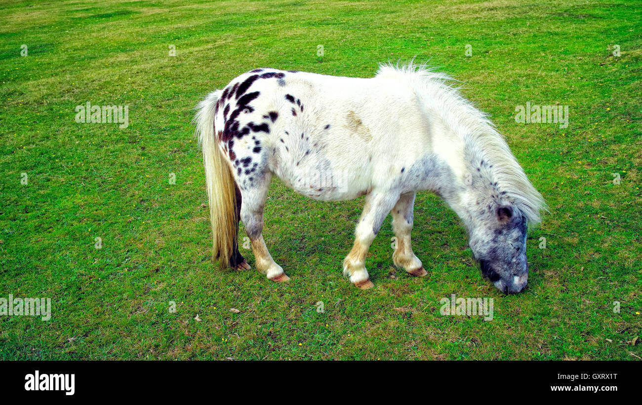 White with black spots pony grazing in green meadow Stock Photo