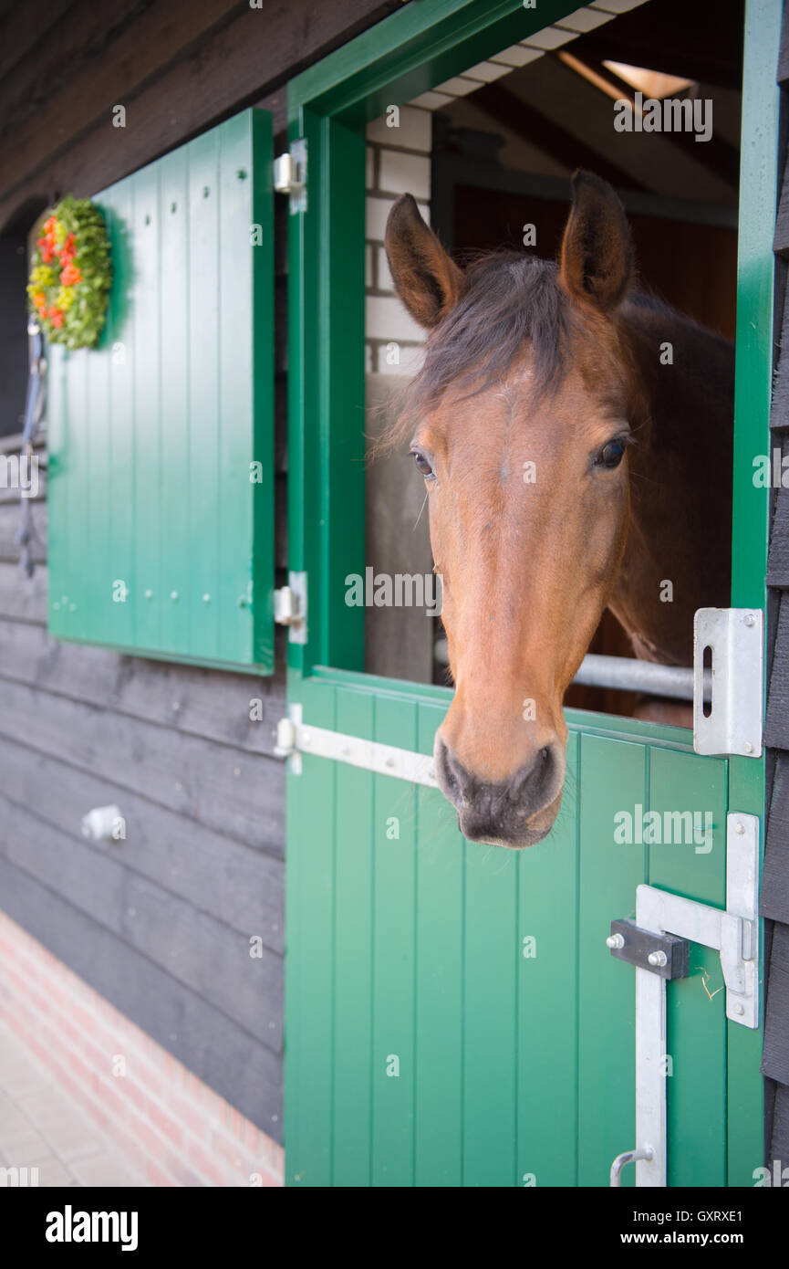 Brown horse in stable Stock Photo Alamy