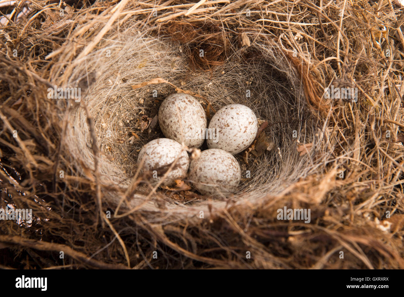 Detail of bird eggs in nest Stock Photo Alamy