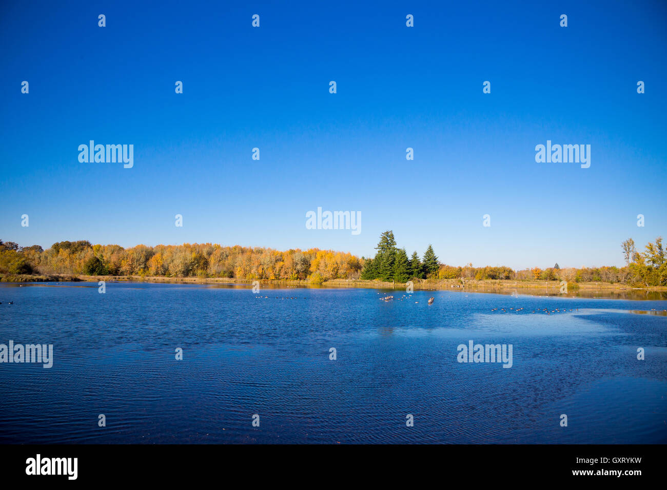 Blue sky with blue pond water hi-res stock photography and images - Alamy