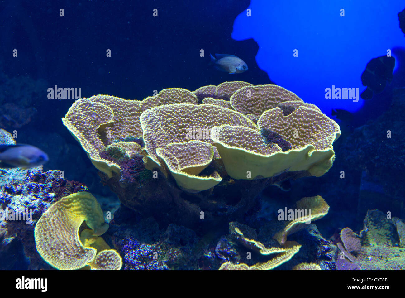 tropical coral reef close up view Stock Photo - Alamy