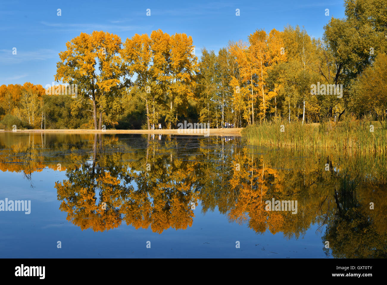 Poplar trees with yellow leaves reflected in the waters of the lake in autumn day Stock Photo