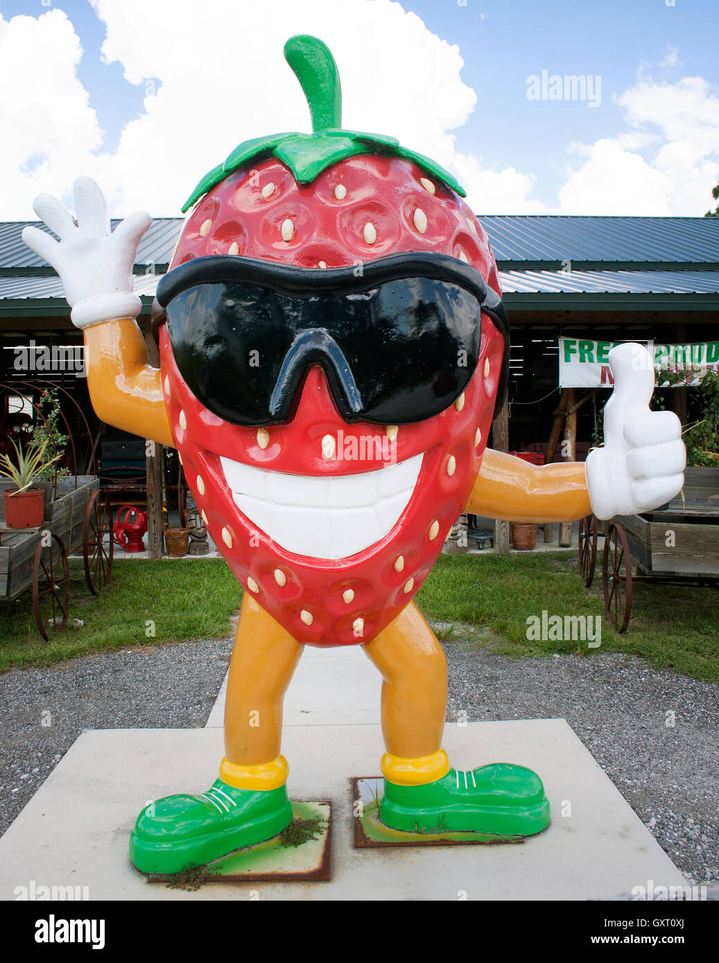 Strawberry Man, a whimsical roadside sculpture in Alva, Florida, celebrates local strawberry heritage and quirky roadside charm. Stock Photo