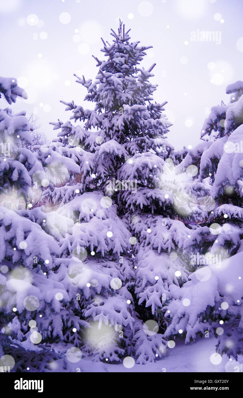 Beautiful tree cover hi-res stock photography and images - Alamy