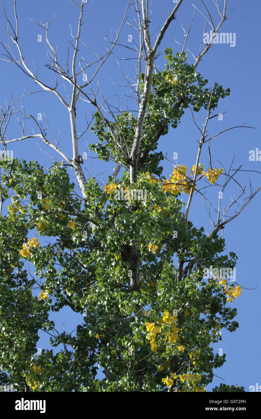Summer fall transition hi-res stock photography and images - Alamy
