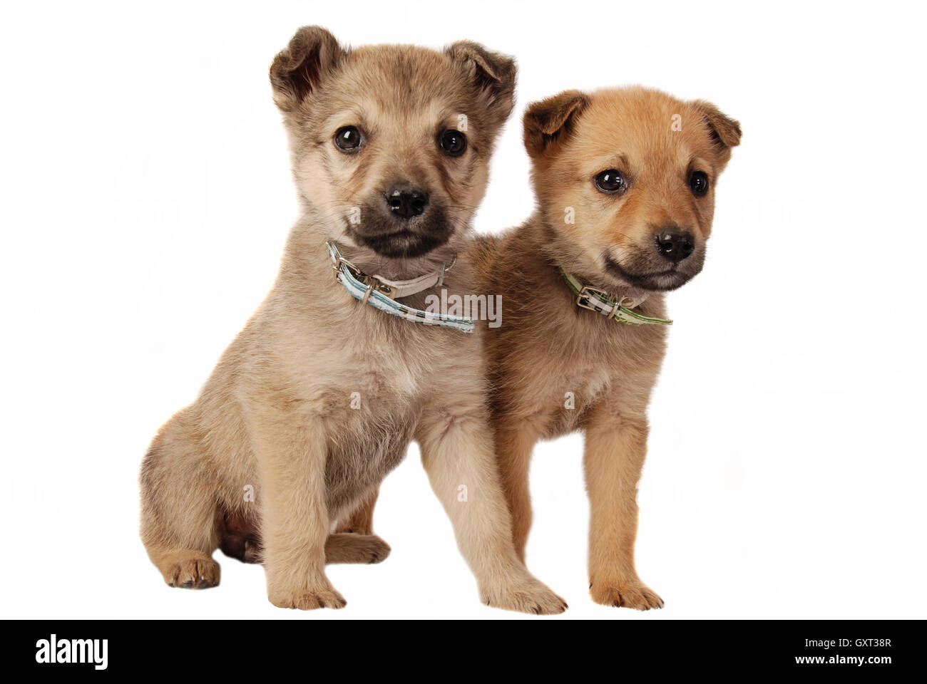 Two cute mixed breed puppies on white Stock Photo - Alamy