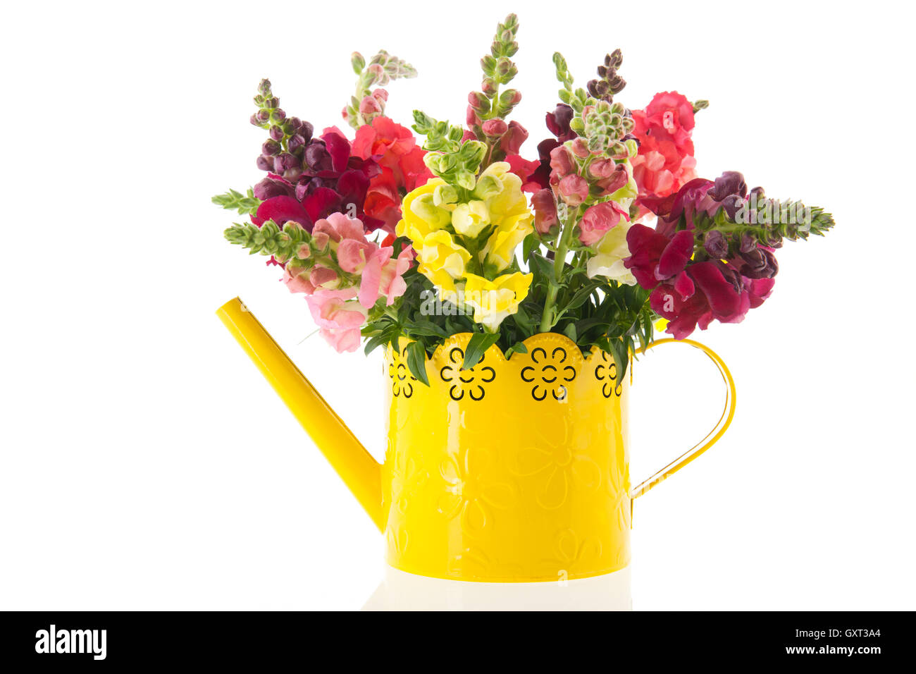 Dragon flowers in purple vase Stock Photo