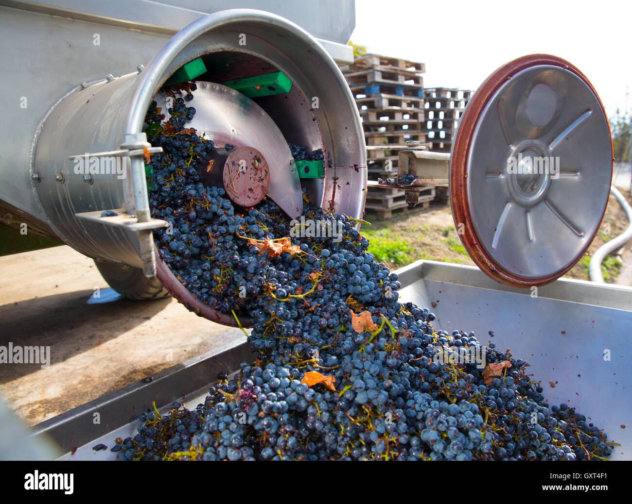 corkscrew crusher destemmer winemaking with grapes Stock Photo Alamy