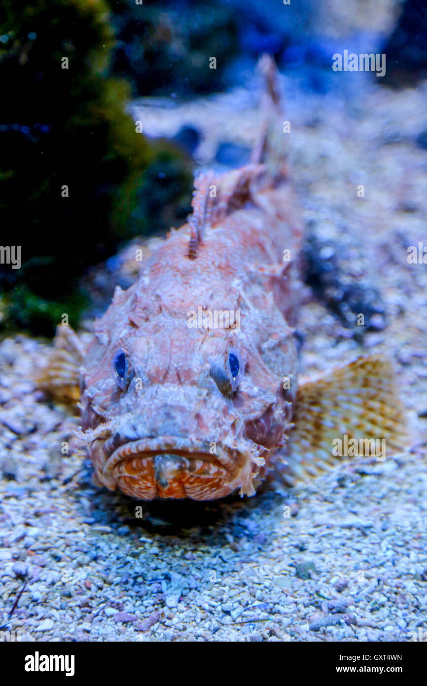 Angry fish resting on sandy sea bottom Stock Photo