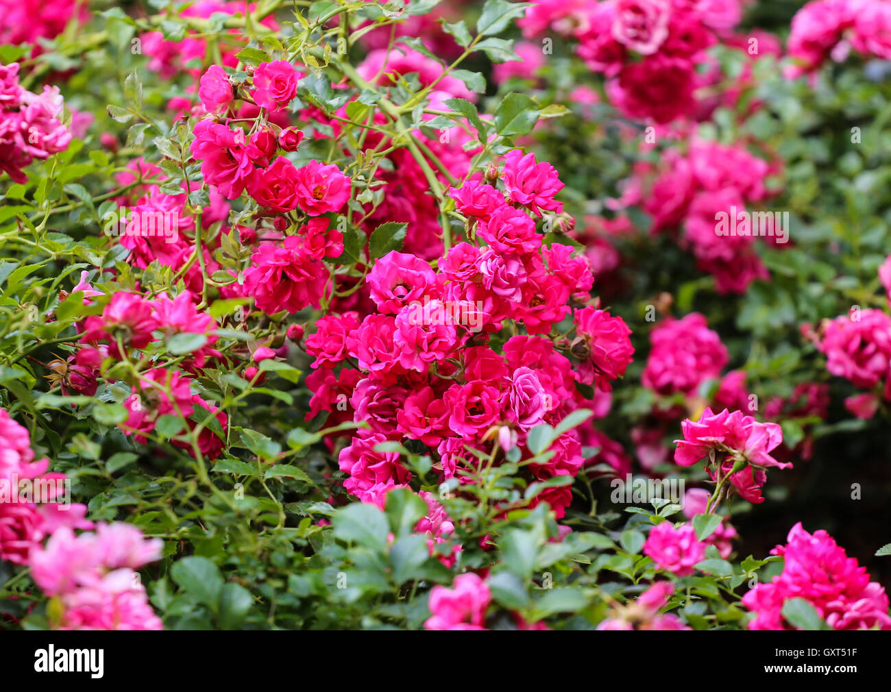 Pink rose branch in rose garden Stock Photo - Alamy