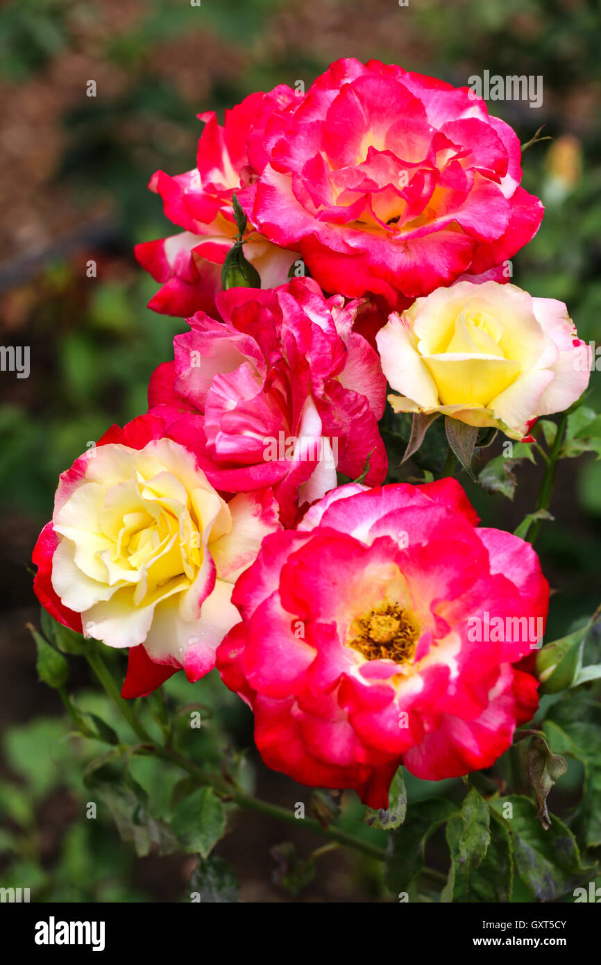 Yellow and red roses in a garden Stock Photo Alamy