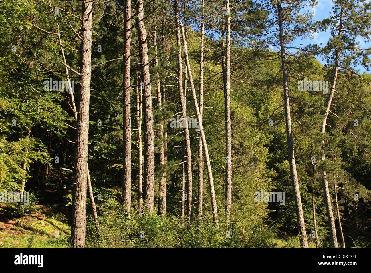 Rural evergreen trees hi-res stock photography and images - Alamy