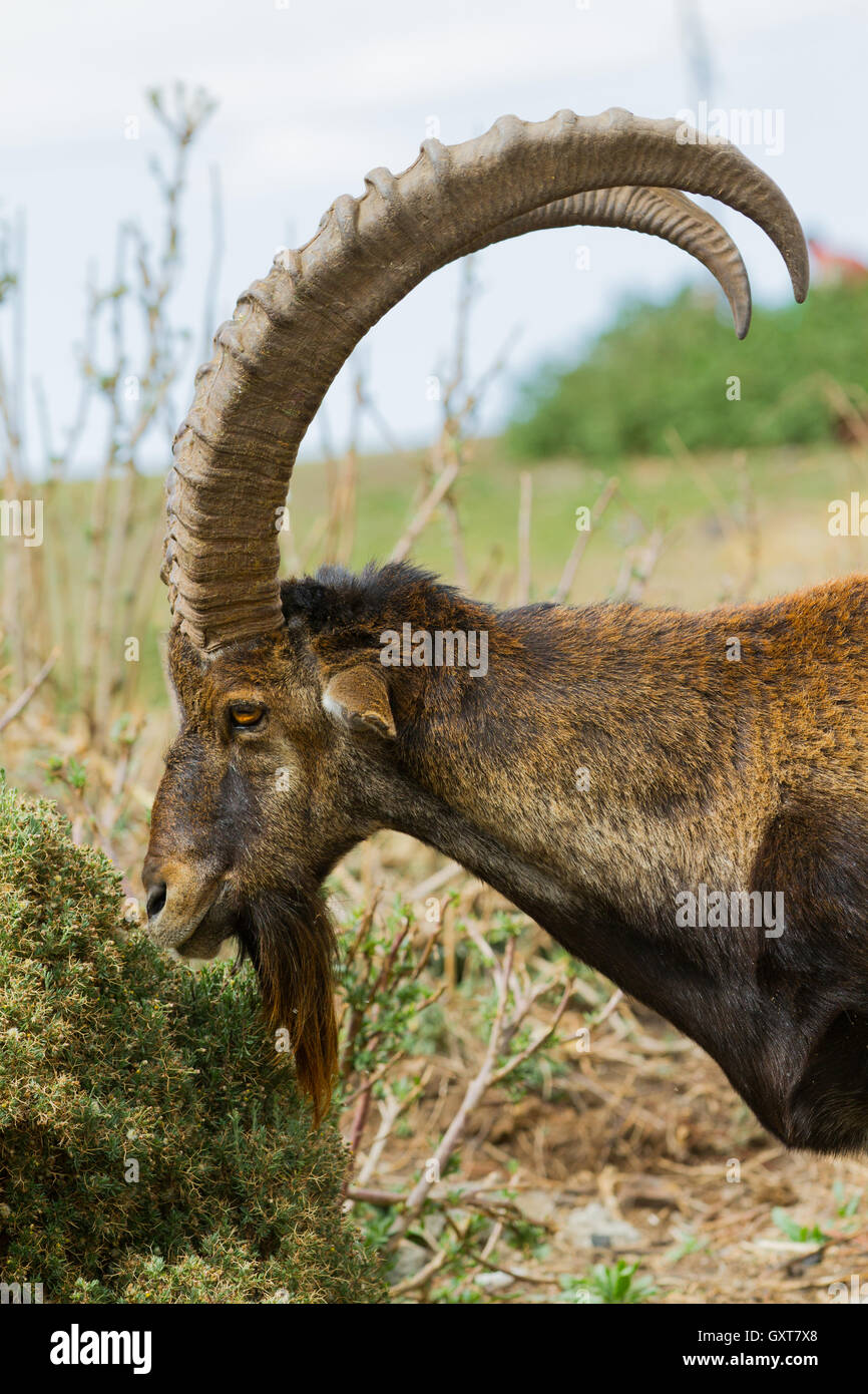 Walia Ibex Ram (Capra walie) feeding; in side profile Stock Photo