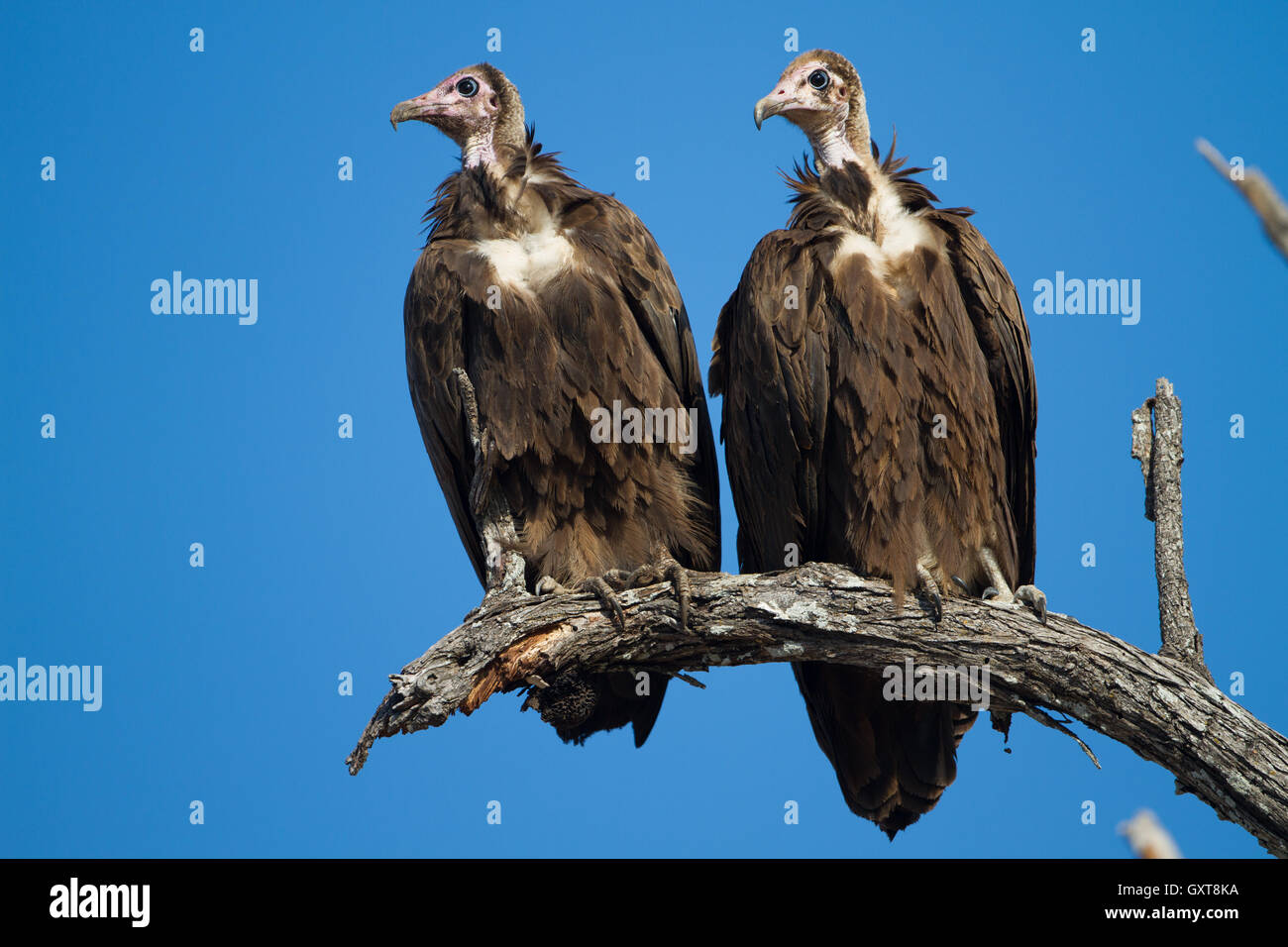 Two Hooded Vultures (Necrosyrtes monachus) perched on a dead branch.  This picture is taken in Mana Pools National Park, a UNESC Stock Photo