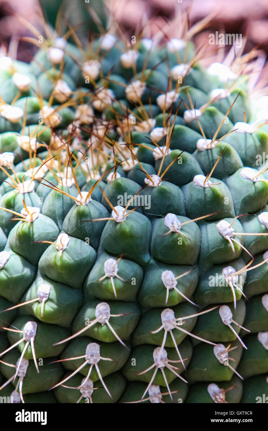 Detail of the elephants tooth cactus (Coryphantha elephantidens) Stock Photo