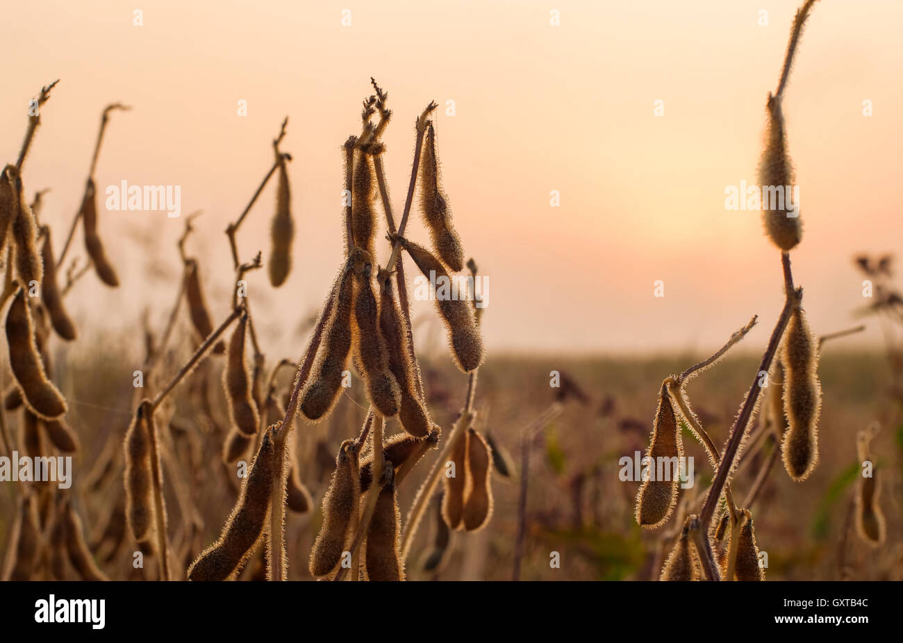 Soybean early growth hi-res stock photography and images - Alamy