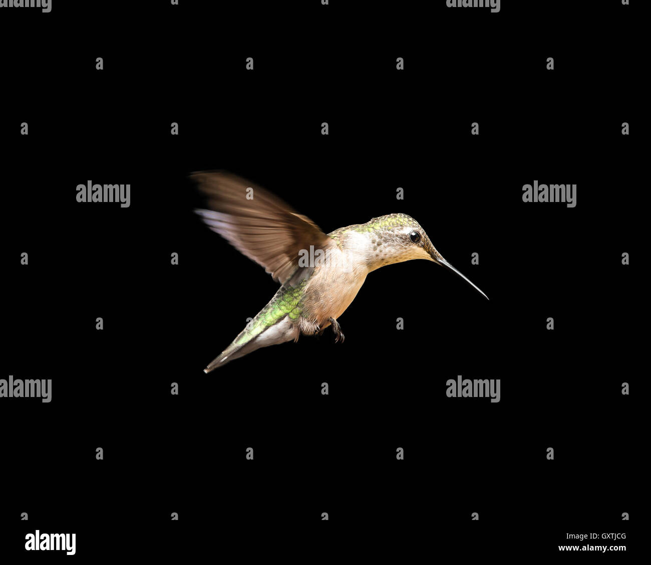 Female ruby-throated hummingbird in flight and isolated on a black background.  Close up image with vivid colors. Lots of detail Stock Photo