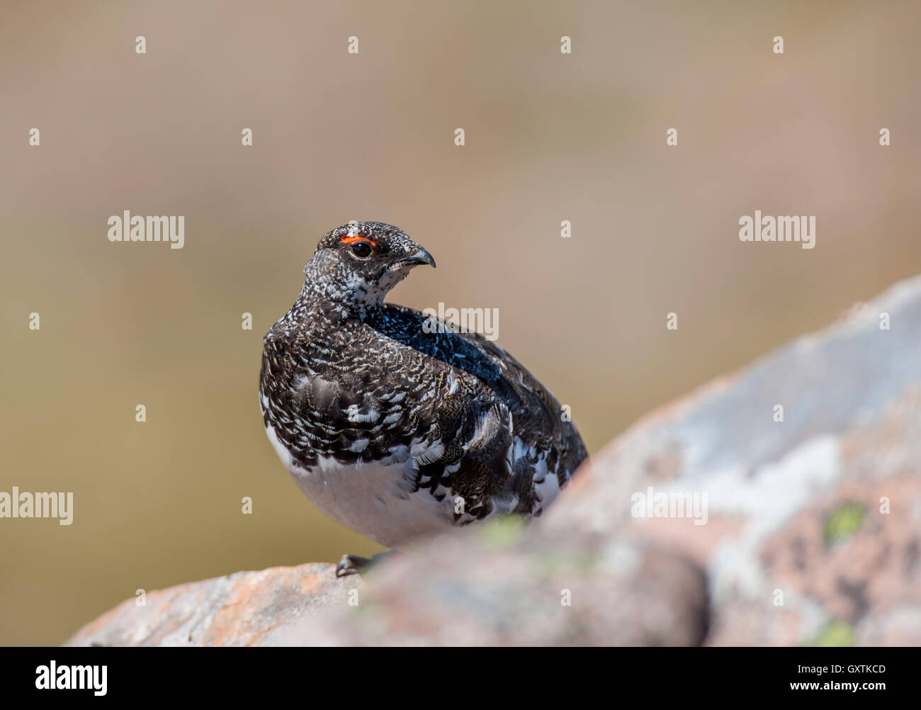 Ptarmigan(Lagopus mutus] resting on a rocky mountain side. Stock Photo