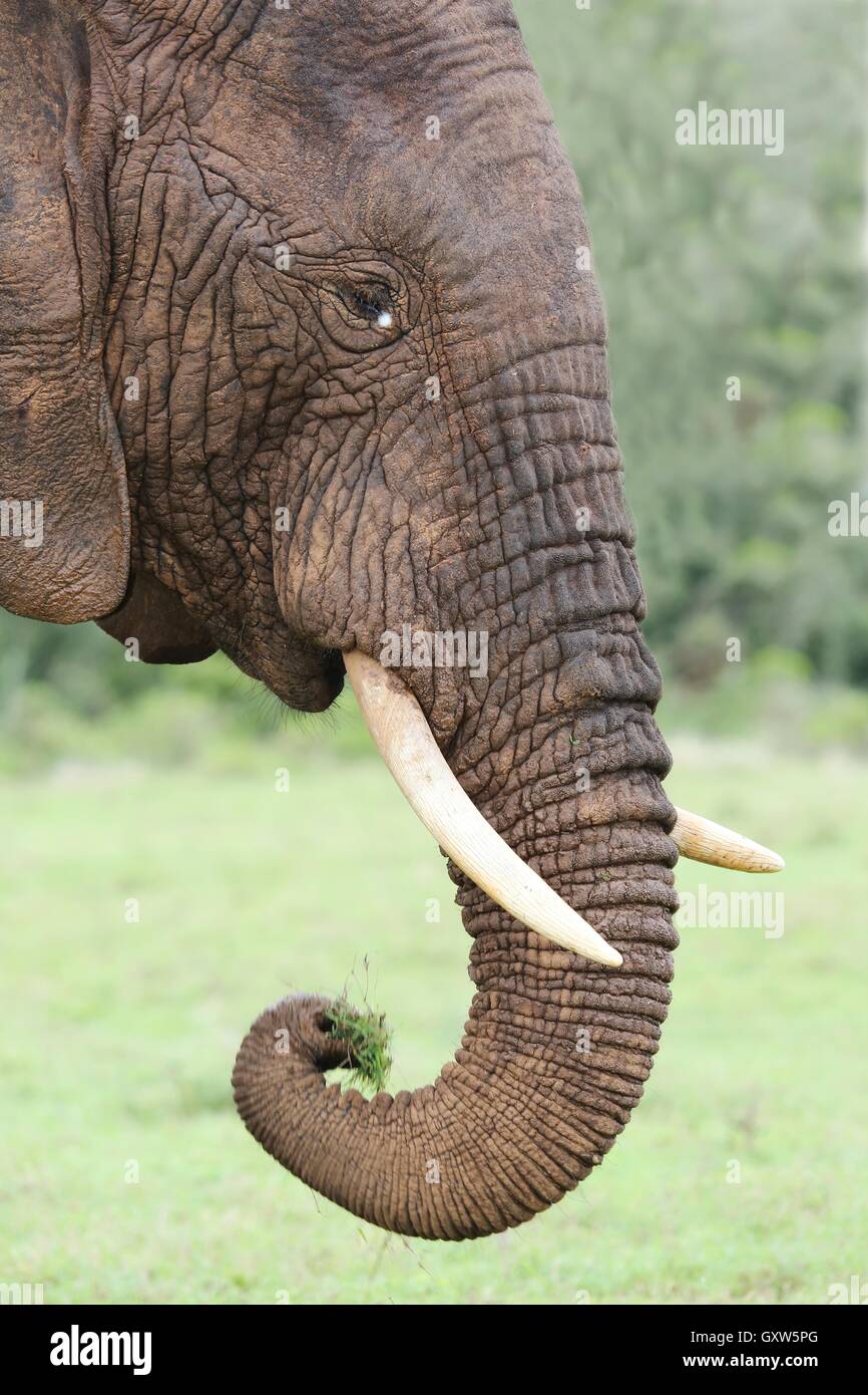 African Elephant Eating Grass Stock Photo