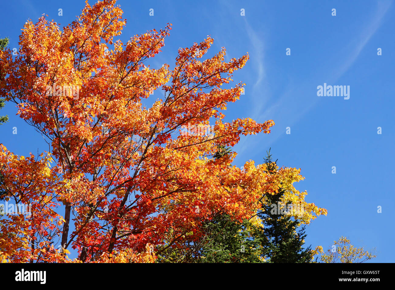 Sugar maple during fall Stock Photo Alamy