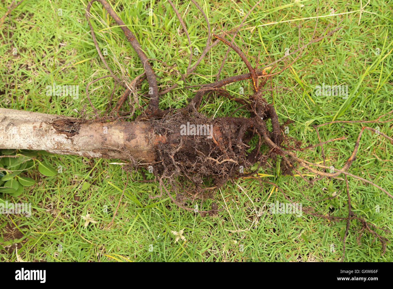 small roots with soil of tree Stock Photo Alamy