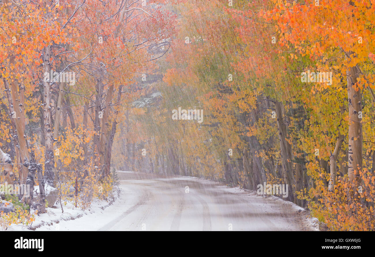Snowfall and autumn foliage beside a high country road in the Eastern Sierras, Bishop Creek Canyon, California, USA. Autumn Stock Photo