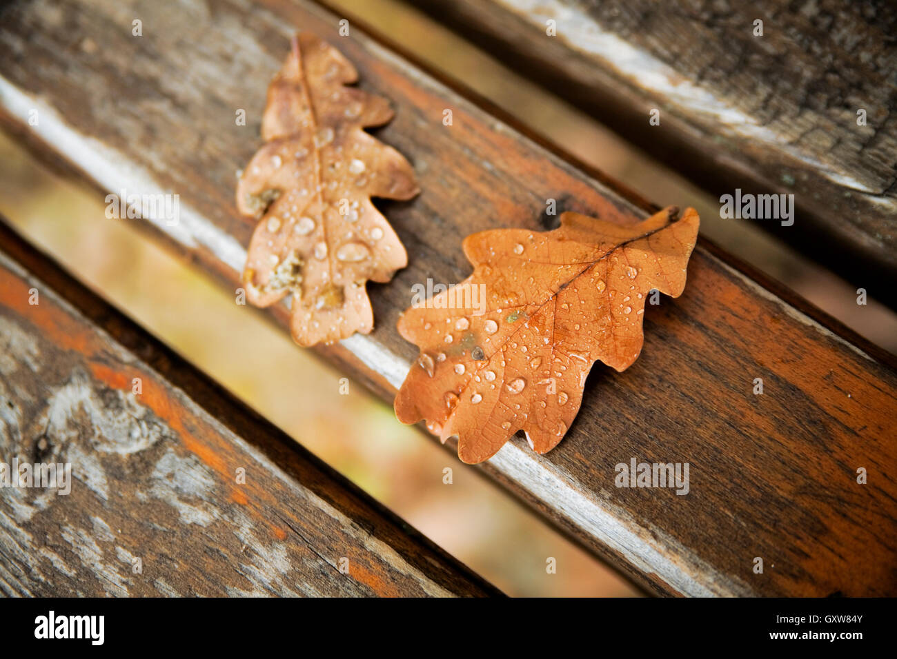 Oak autumn leaves with drops of rain water Stock Photo - Alamy