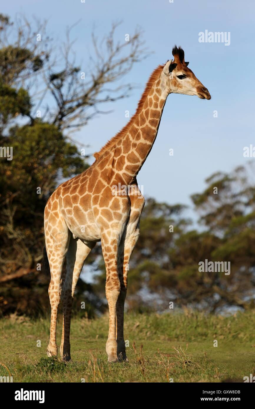 Giraffe safari hi-res stock photography and images - Alamy