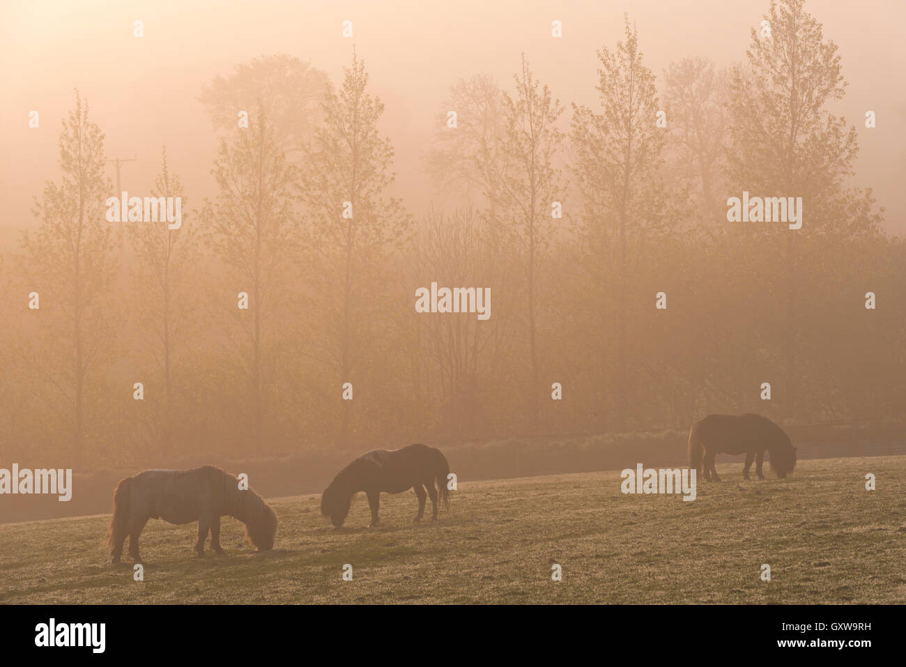 Ponies grazing on farmland on a misty Spring morning, South Tawton, Devon, England. Spring (May) 2016. Stock Photo
