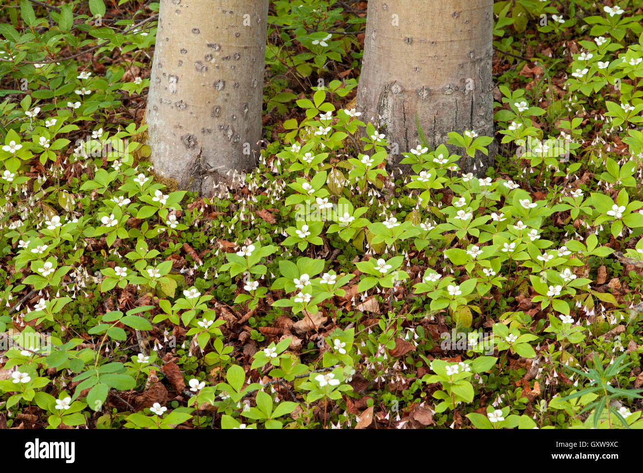 Twinflowers and Bunchberry flowers on taiga floor Stock Photo