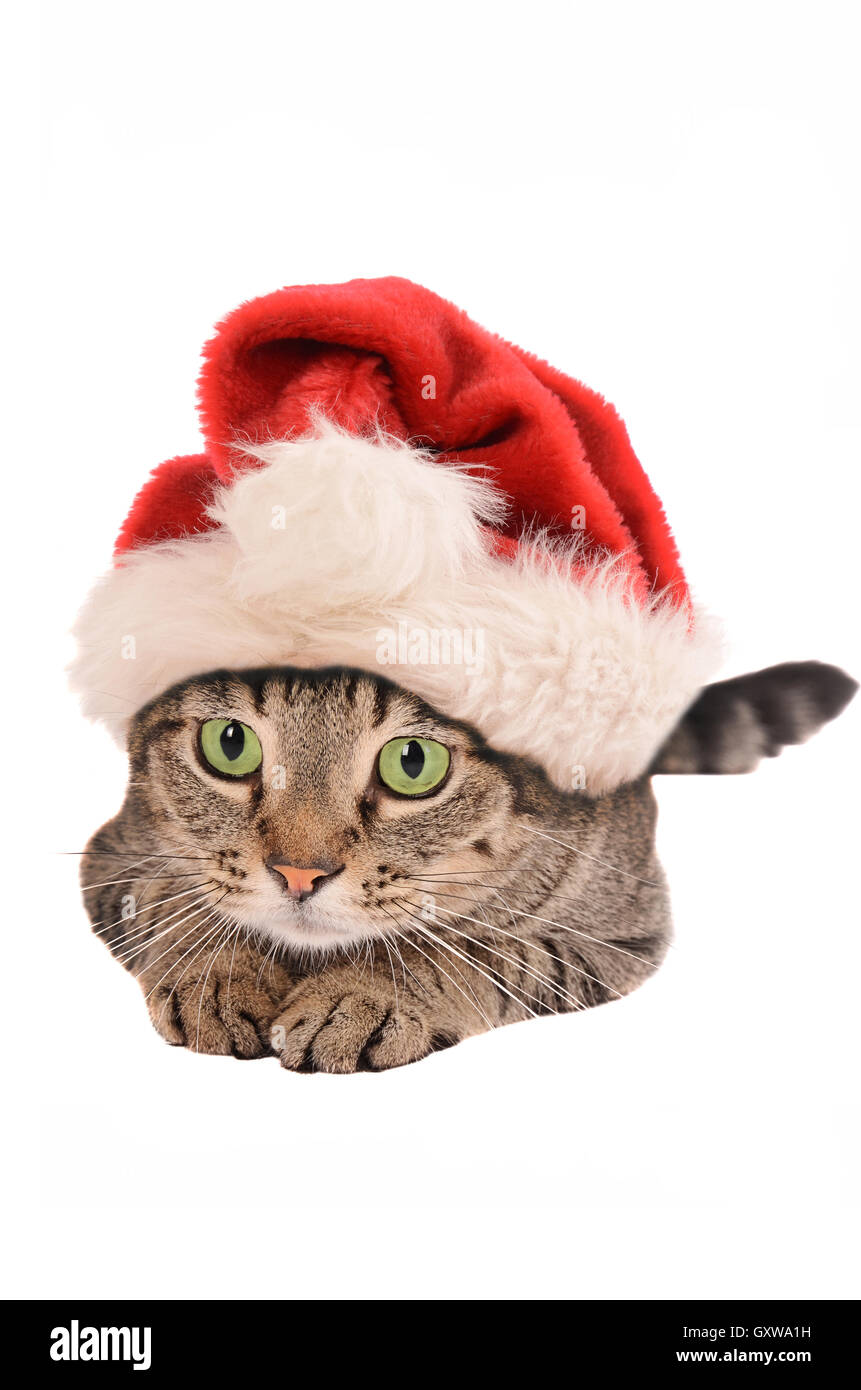 Cute Tabby Cat In a Christmas Hat holiday theme Stock