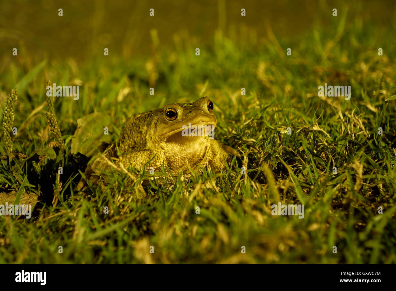 Horizontal portrait of European toad, Bufo bufo, foraging in a garden at night. Stock Photo