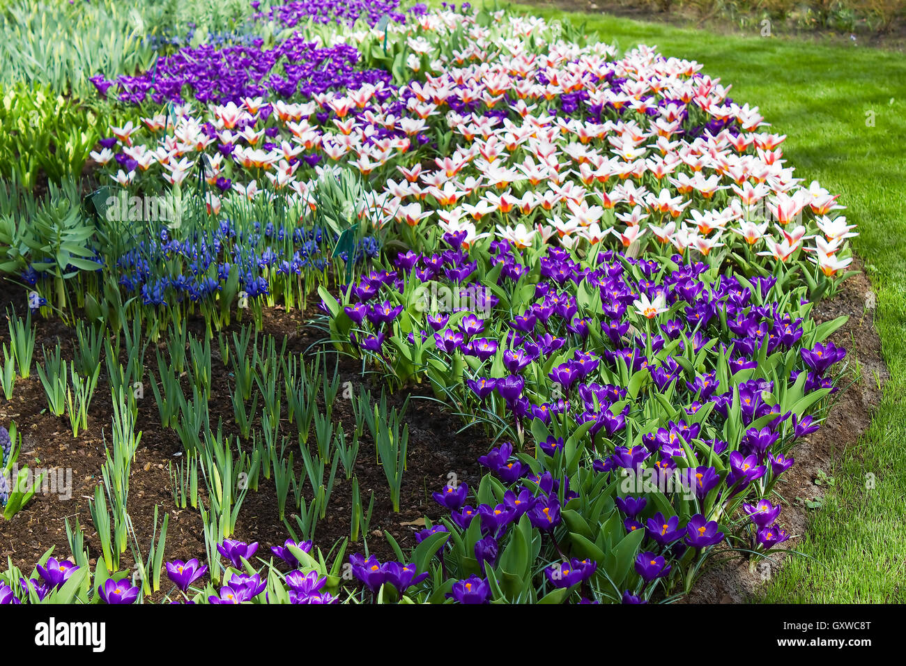 Colorful spring flowers in the park Stock Photo - Alamy