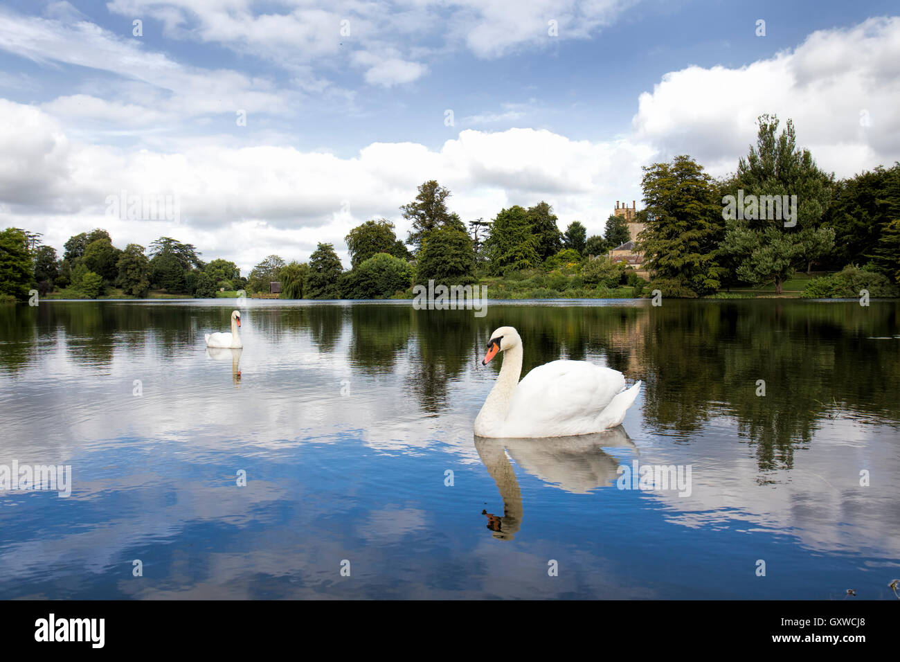 Two mute swans on the water of the 50 acre Sherborne Lake in the grounds of Sherborne Castle Dorset Stock Photo