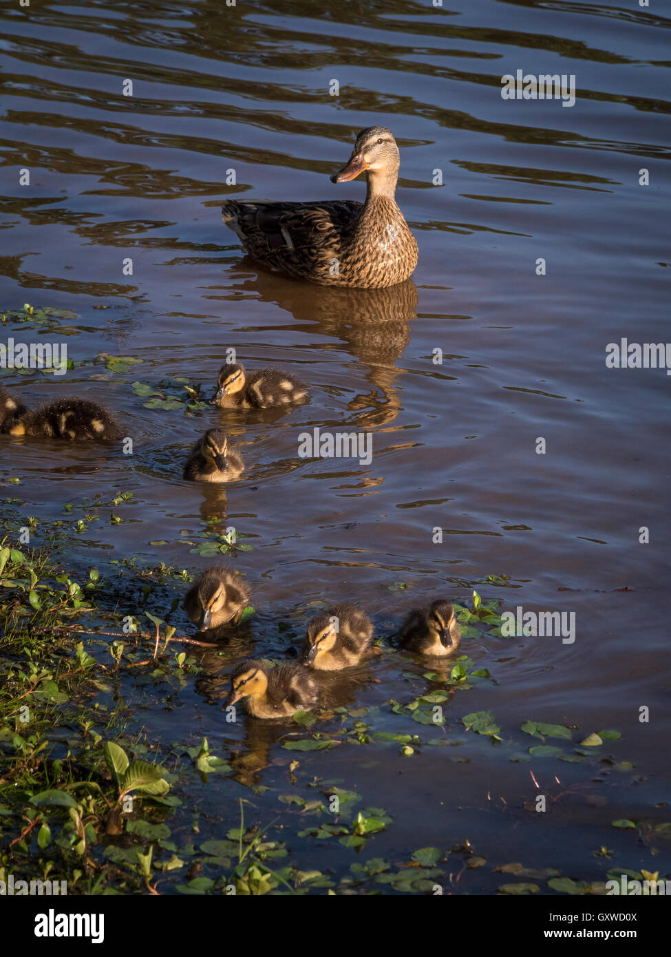 New baby ducklings with mother is a sign of spring. Mother keeps close as they explore the world Stock Photo