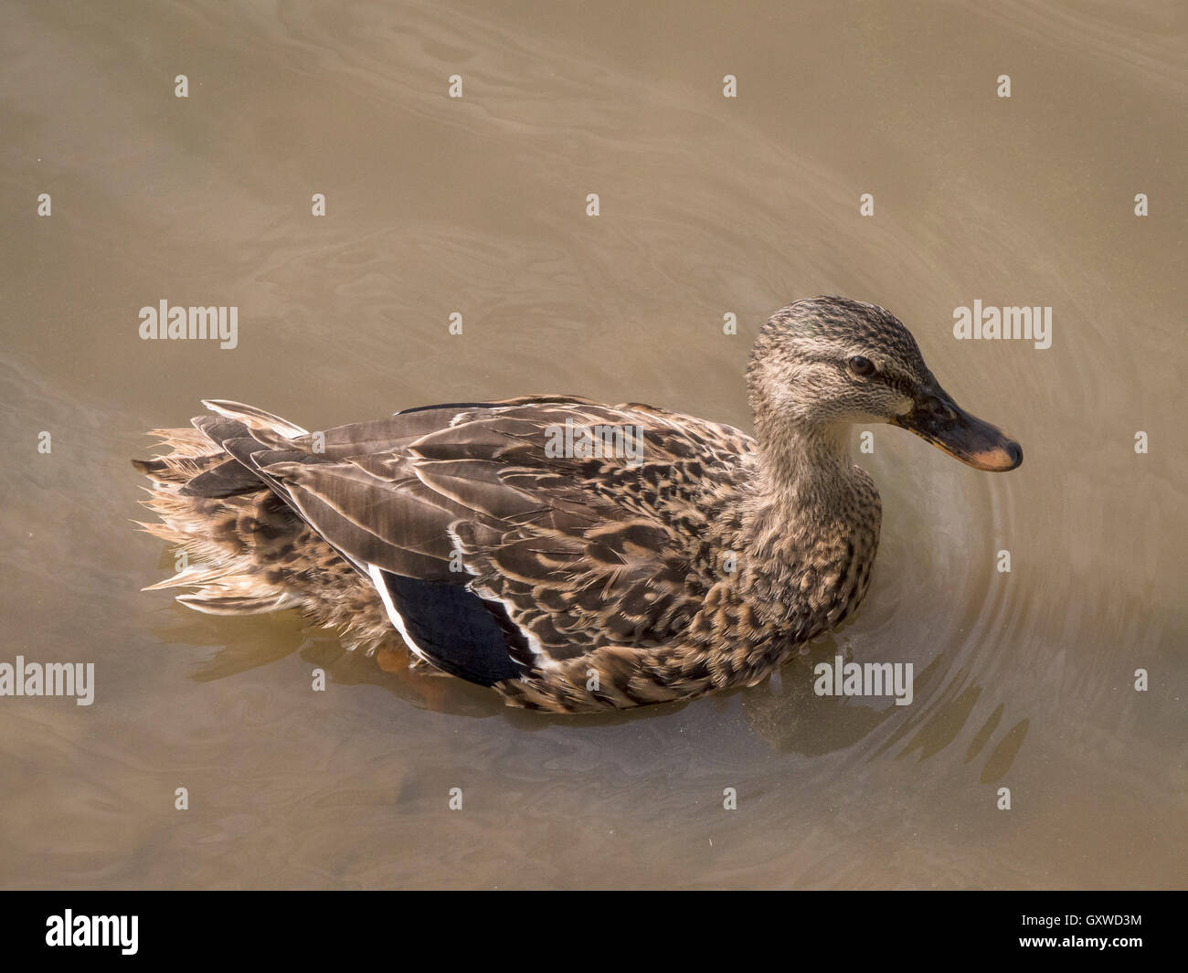 Mallard ducks Stock Photo
