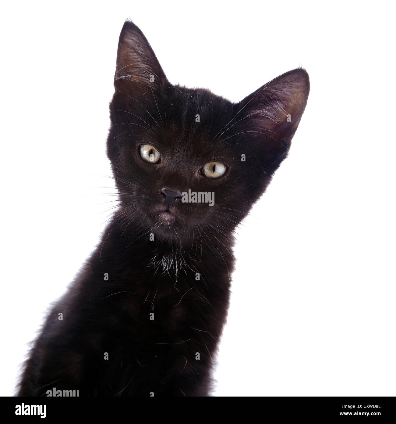 Portrait of a black kitten Stock Photo - Alamy