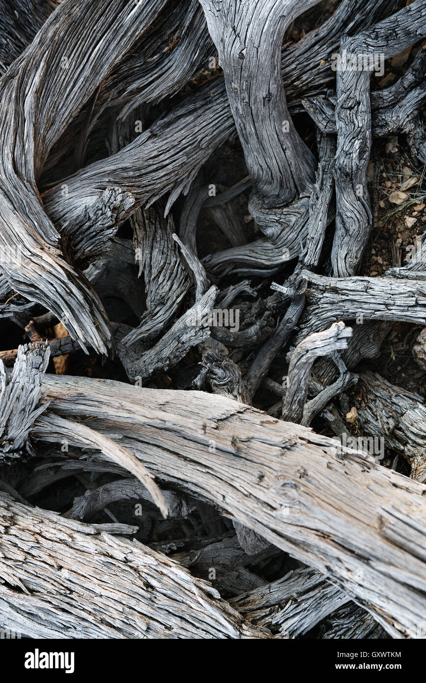 Tangled wood in Capitol Reef National Park Stock Photo