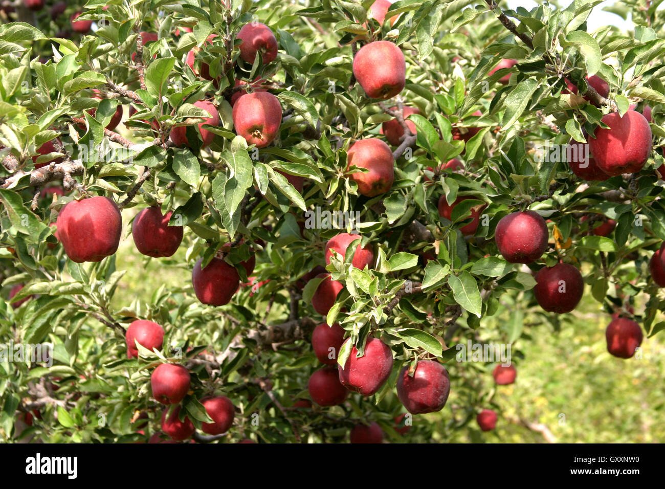 Red Delicious apples hanging from a tree in a commercial apple orchard
