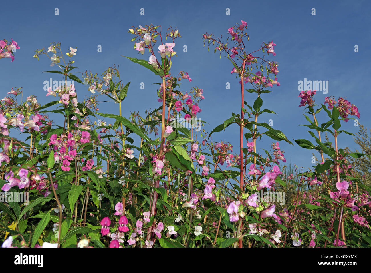 Pink Himalayan Balsam flowers, invasive weed, growing along Mersey river, Paddington Meadows, Warrington, Cheshire , WA4 1TA Stock Photo