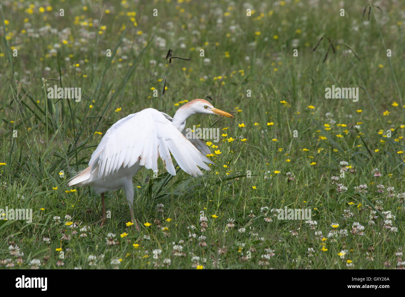 Cattle egret (Bubulcus ibis) catching insects Stock Photo