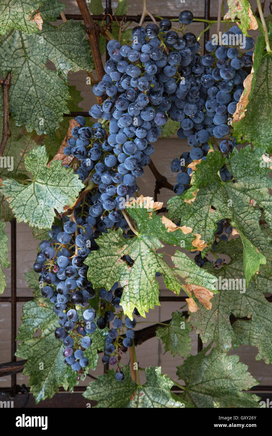 Concord Merlot wine grapes on the vine ready for harvest Stock Photo